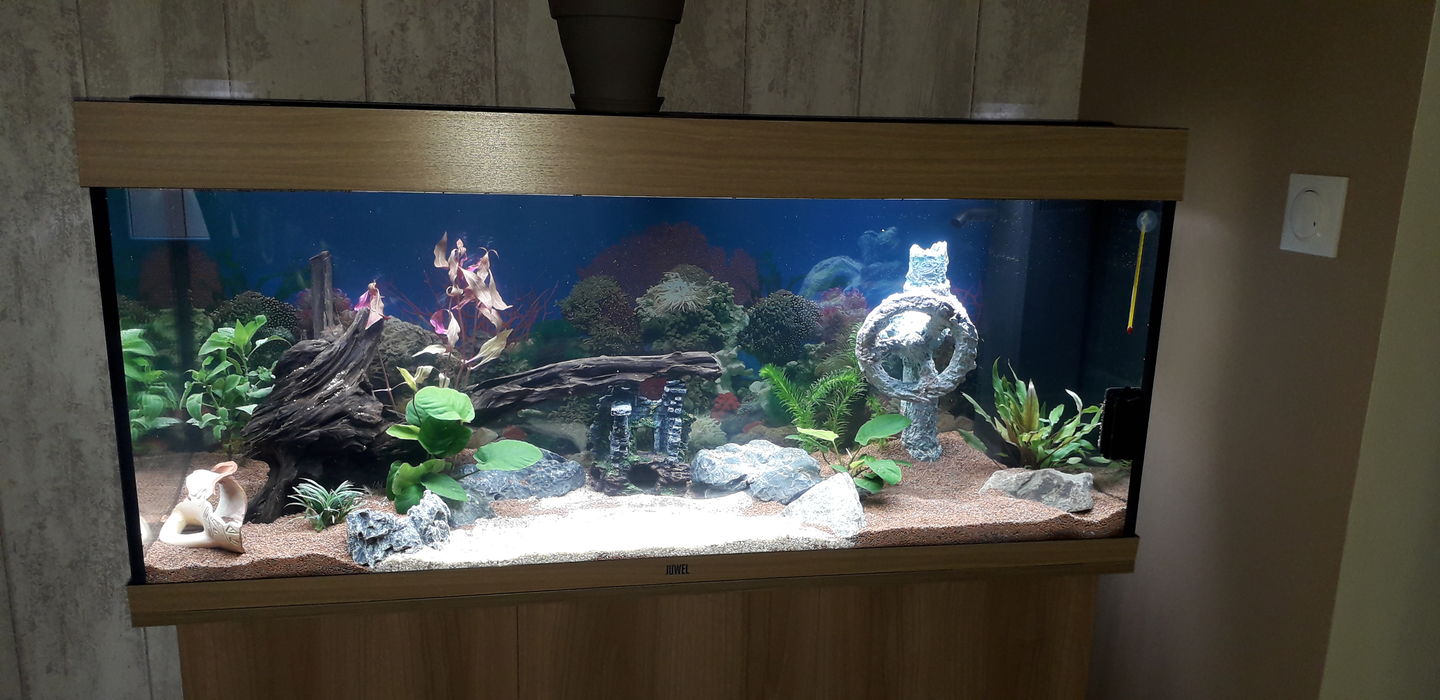 Customer photo review of Aquarium Rio 240 LED Chêne Équipé JUWEL - 240L