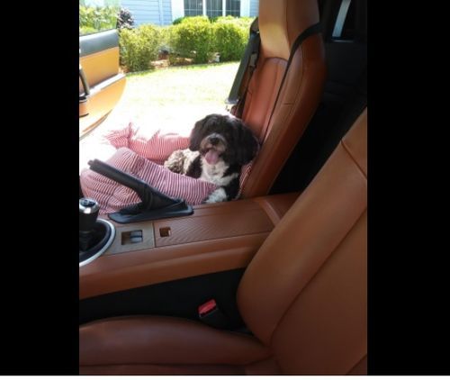Customer photo review of Dog Car Calming Bed