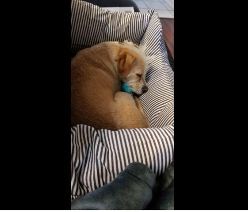 Customer photo review of Dog Car Calming Bed