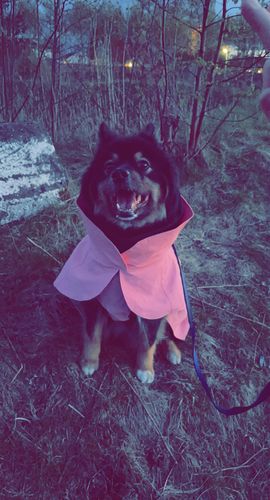 Customer photo review of Visibility Winter Jacket Pink for Dogs