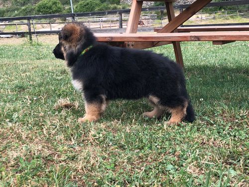 Customer photo review of Belcando® Junior Lamb&Rice