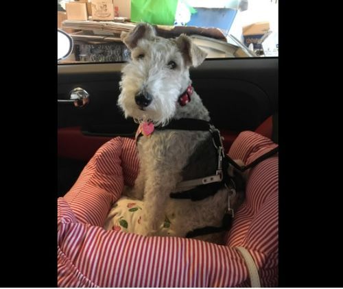 Customer photo review of Dog Car Calming Bed