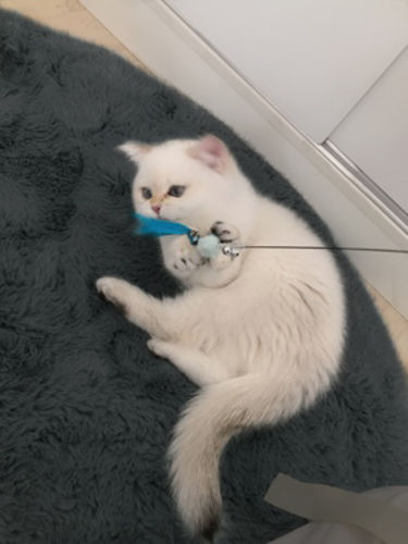 Customer photo review of Covor Pufos Rabbit Gri Grafit Ultra-soft 3 cm  Cod RA-012