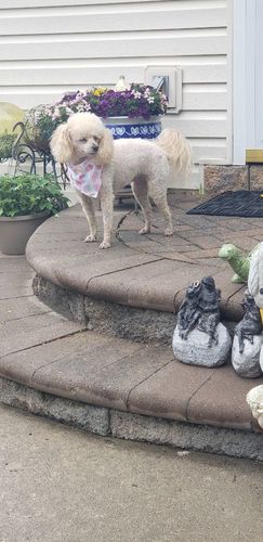 Customer photo review of Canine Cush Hip & Joint Chews