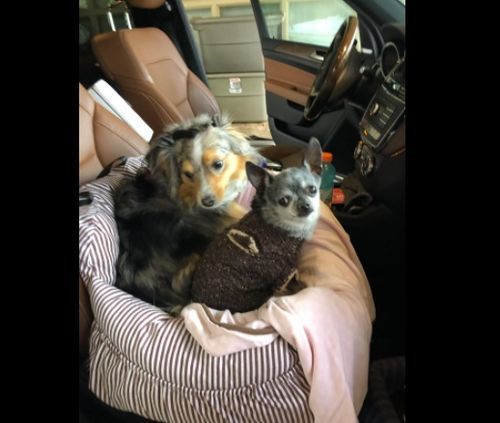 Customer photo review of Dog Car Calming Bed