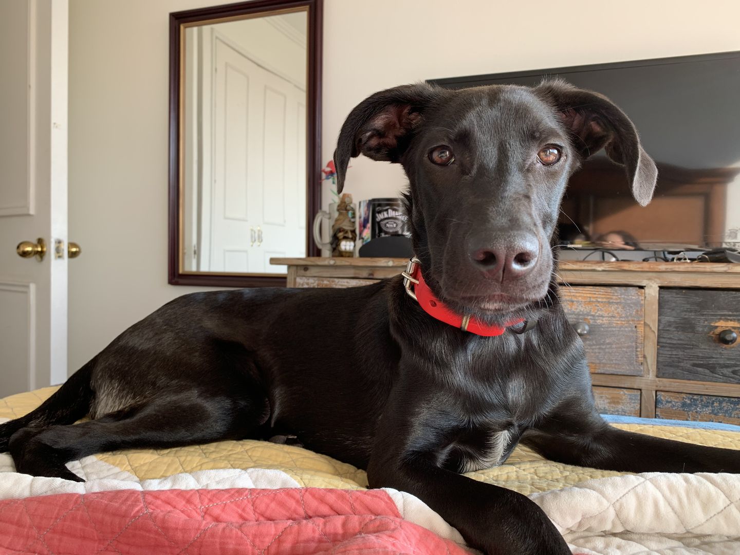 Customer photo review of Collar Duke Rojo/Negro
