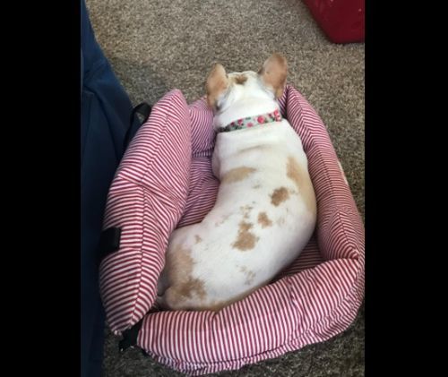 Customer photo review of Dog Car Calming Bed