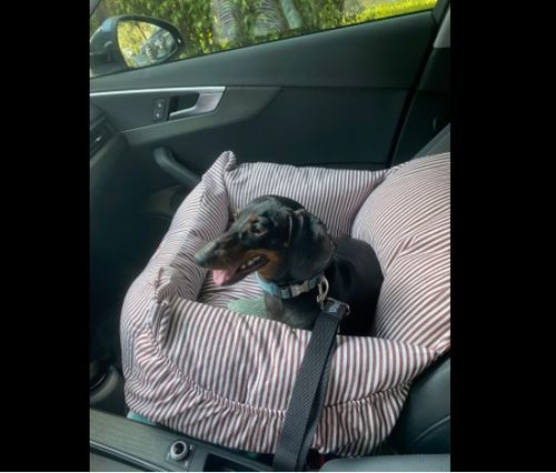 Customer photo review of Dog Car Calming Bed