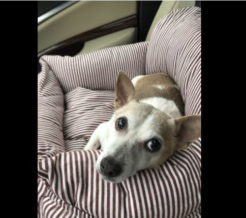 Customer photo review of Dog Car Calming Bed