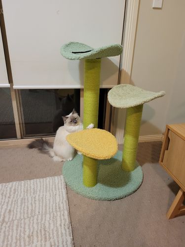 Customer photo review of Three Level Modern Sisal Cat Scratching Tree