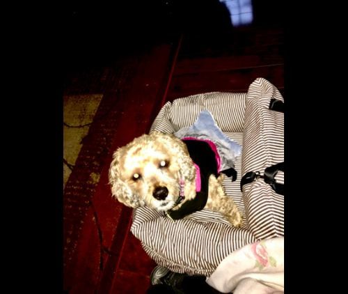 Customer photo review of Dog Car Calming Bed