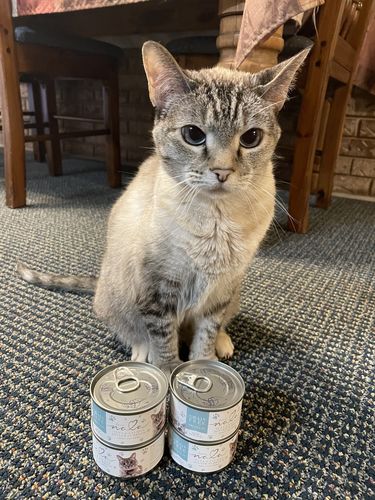 Customer photo review of Tuna & Salmon Recipe Flaked Dinner In Broth Adult Cat Food, 2.8-oz, Case of 12