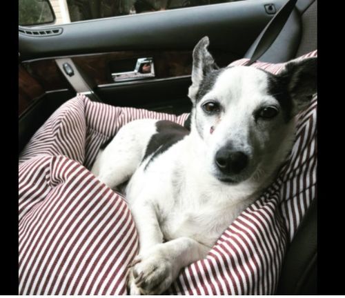 Customer photo review of Dog Car Calming Bed