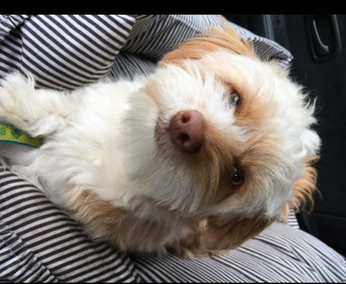 Customer photo review of Dog Car Calming Bed