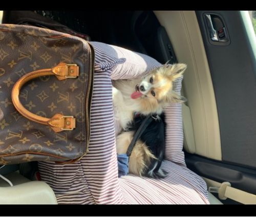 Customer photo review of Dog Car Calming Bed