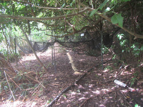 Customer photo review of Pig Brig Trap System