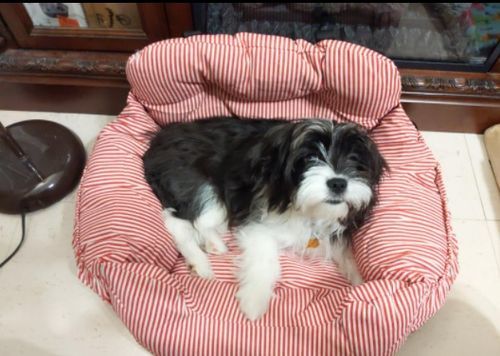Customer photo review of Dog Car Calming Bed