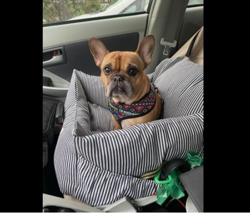 Customer photo review of Dog Car Calming Bed