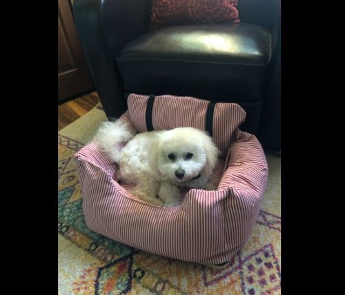 Customer photo review of Dog Car Calming Bed