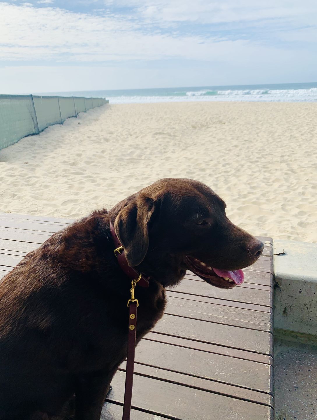 Customer photo review of Dog Collar