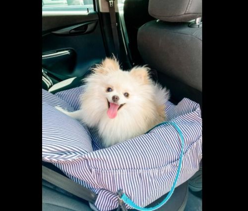 Customer photo review of Dog Car Calming Bed