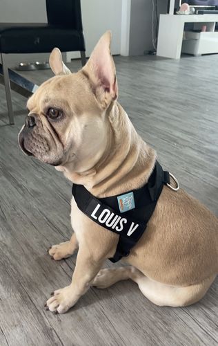Customer photo review of Dog Friendly Co. Harness