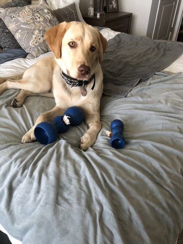 Customer photo review of 6 Inch Monster Bully Sticks
