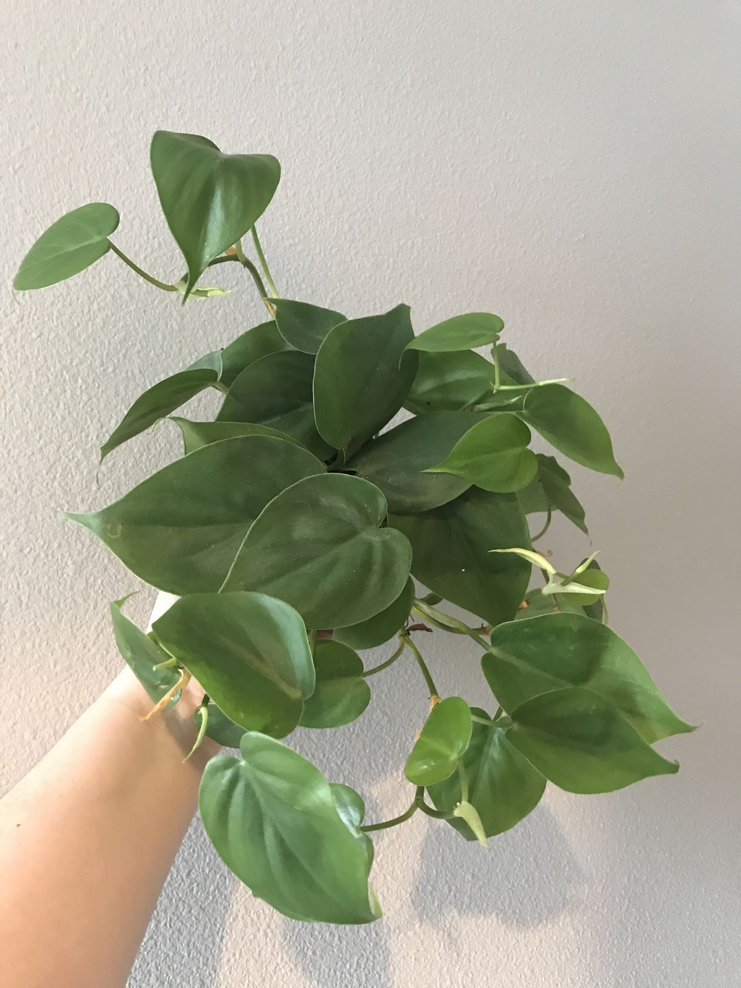 Customer photo review of 4" Philodendron hederaceum Green