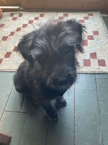 Customer photo review of GrubTerra Dog Treats