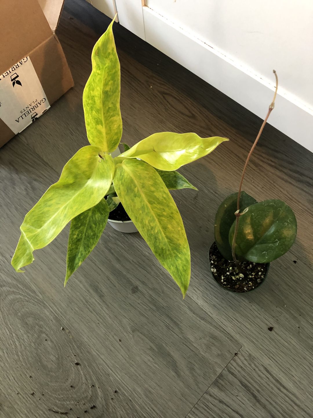 Customer photo review of 3" Hoya Fungii | Collector's Series