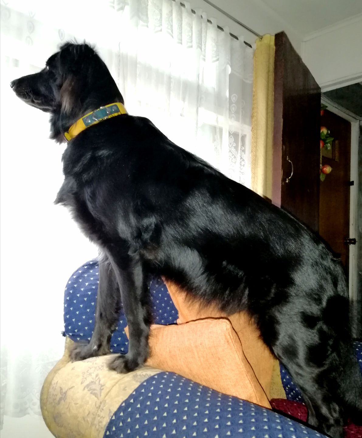 Customer photo review of Collar Duke Amarillo/Jeans