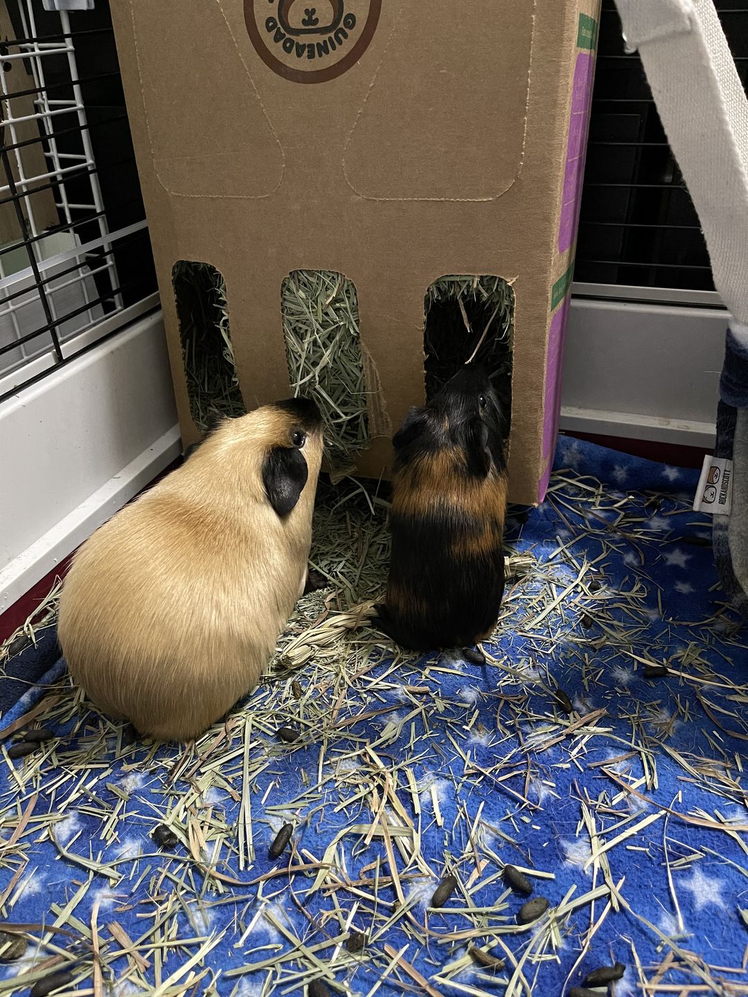 Customer photo review of GuineaDad Nourish Series - Orchard Hay (3 Pack)
