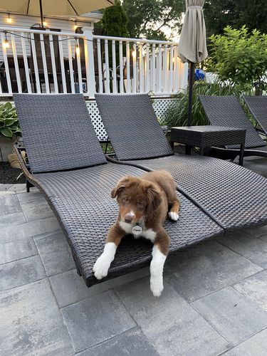 Customer photo review of Fetch Pet ID