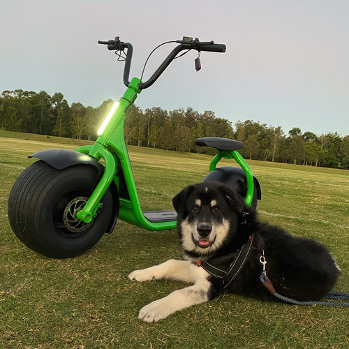 Customer photo review of V3 Sumo Fat Tyre KAA Speed Electric Golf Scooter