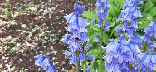 Customer photo review of Lavender 100% Natural Essential Oil