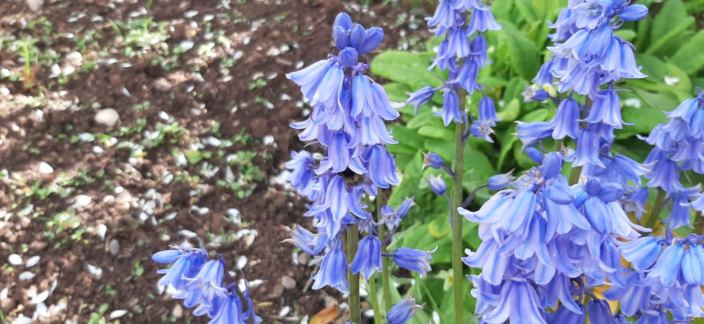 Customer photo review of Lavender 100% Natural Essential Oil