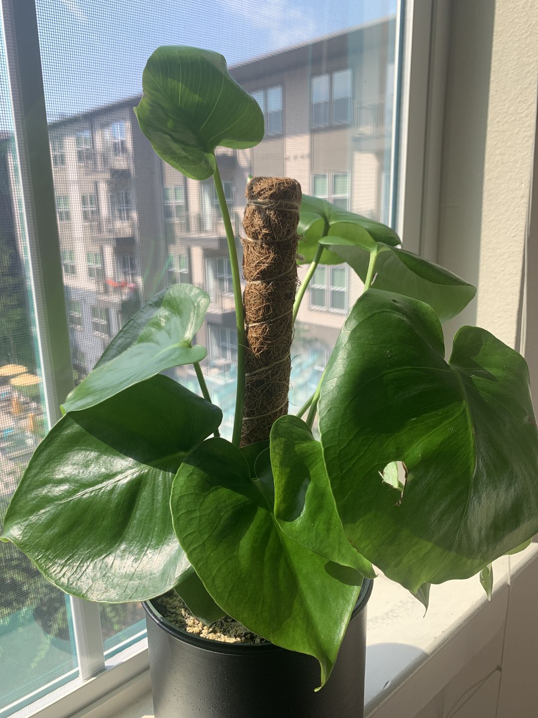 Customer photo review of Two Pack | Coco Coir Pole for Plant Support (Small)