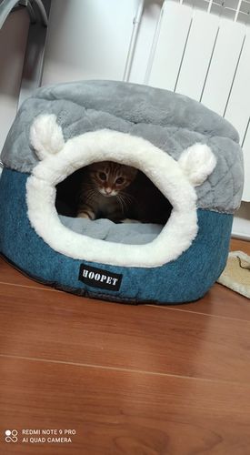 Customer photo review of Panier Coussin Réversible Pour Chat - Hoopet