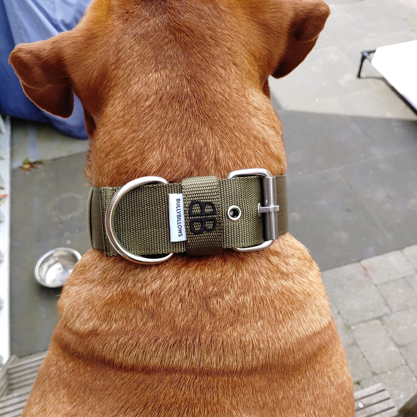 Customer photo review of 5cm Nylon Dog Collar - Khaki v2.0