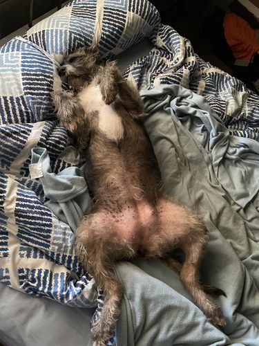 Customer photo review of Ruff Skin Salvation - Skin repair balm for dogs