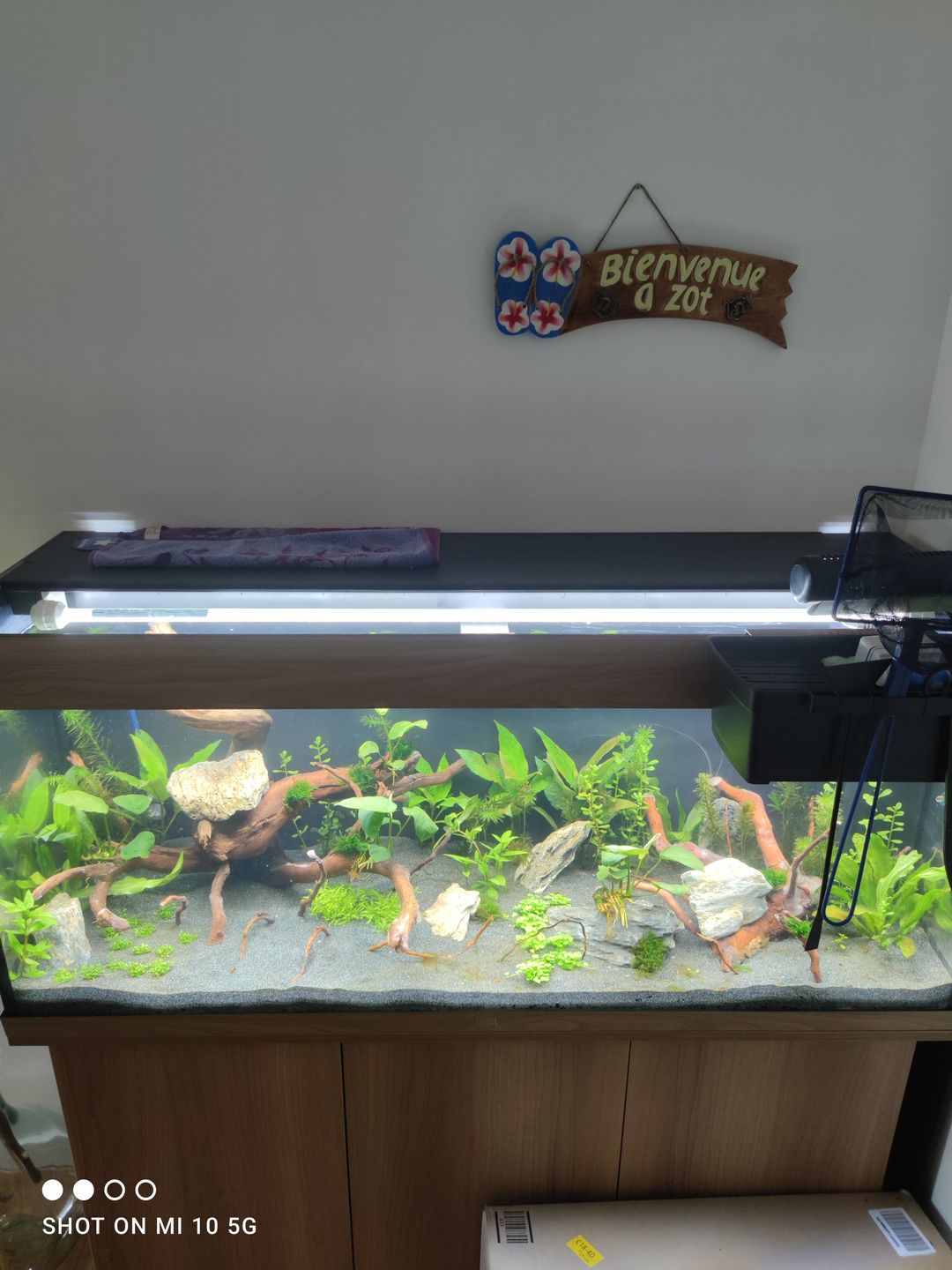 Customer photo review of Aquarium Rio 240 LED Chêne Équipé JUWEL - 240L
