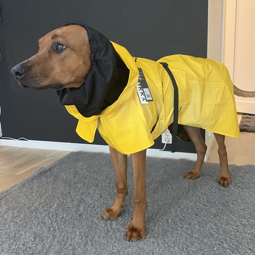 Customer photo review of Visibility Raincoat Lite Yellow for Dogs