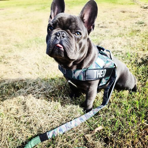 Customer photo review of DF Co. Green Camo Dog Harness