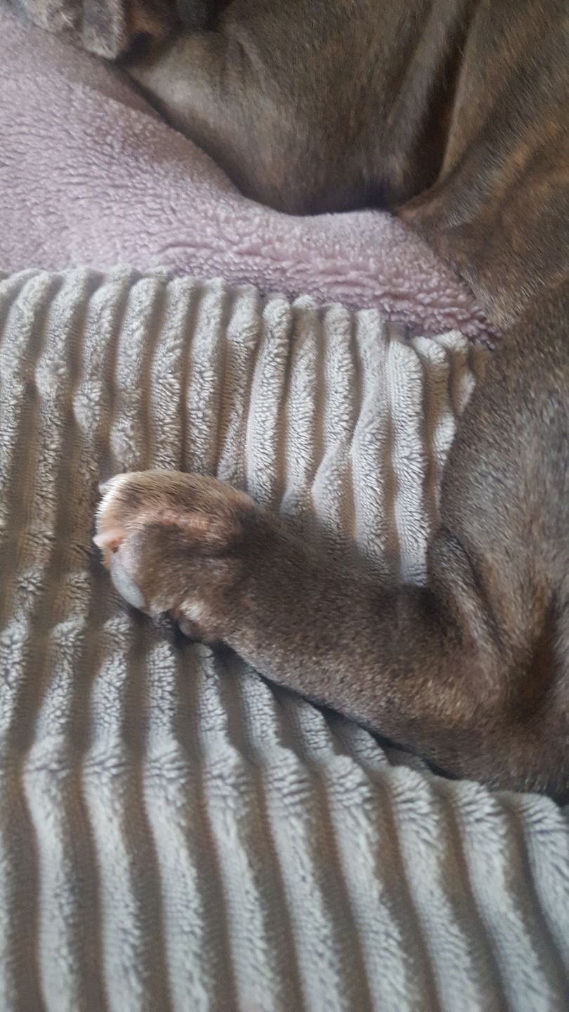 Customer photo review of Dog Skin Rescue Bundle Pack