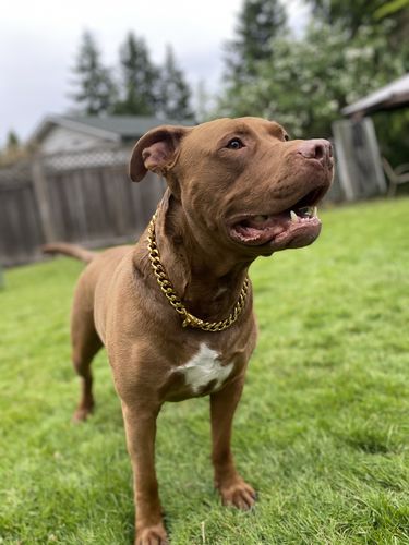 Customer photo review of Cuban Link 20mm Dog Gold Chain Collar