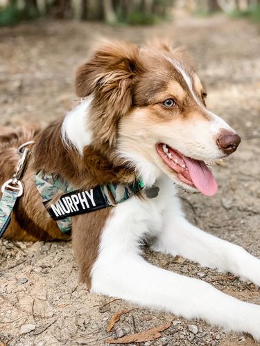Customer photo review of DF Co. Green Camo Dog Harness