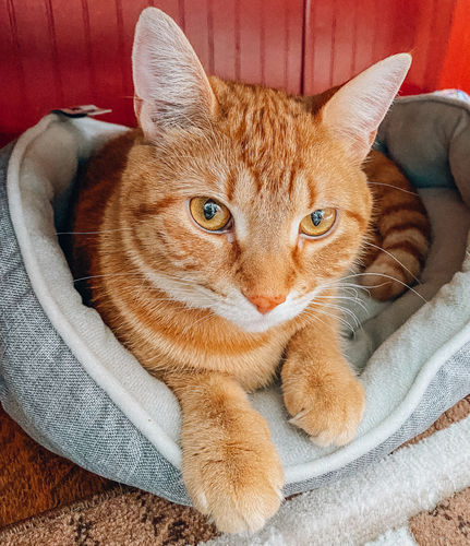 Customer photo review of CRISP CLEAN LIGHTROOM PRESETS