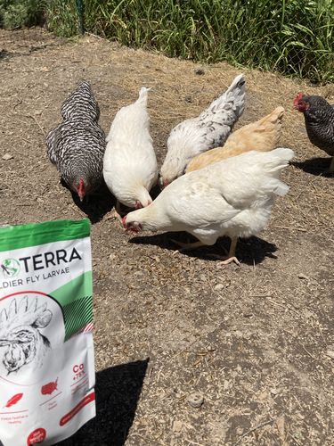 Customer photo review of GrubTerra Dried Larvae