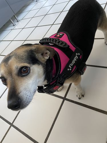 Customer photo review of Pfotenlove - Personalisiertes Anti-Zug Sicherheitsgeschirr – Premium Ausgabe