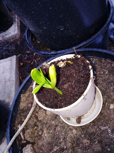 Customer photo review of Bonsai Tree Grow Kit